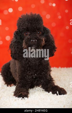 tiny red poodle