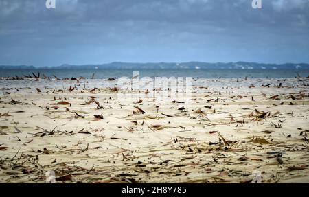 leaves blowing on the sand with beach in the background Stock Photo