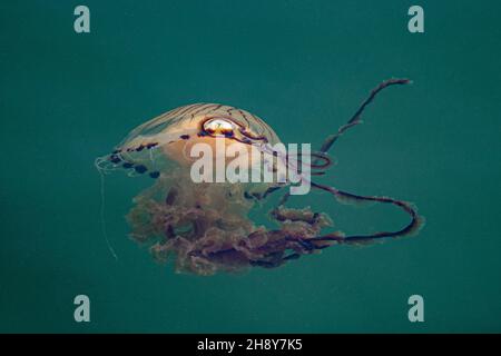 A Compass Jellyfish (Chrysaora Hysoscella) pictured in Mevagissey Harbour on a hot July day - Mevagissey, Cornwall, UK. Stock Photo