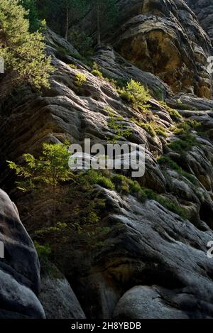 Rocky slope covered with moss and little coniferous trees, partly in sunlight, low angle view Stock Photo