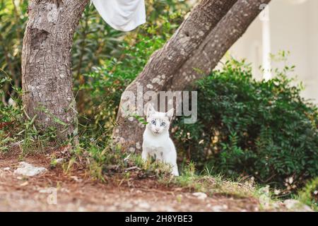 Small white stray cat with blue eyes resting under the tree near bush Stock Photo