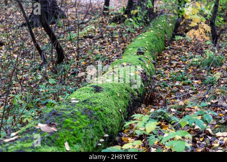 Mouldering tree trunk covered in moss with fallen leaves on the ground. Autumn of fall in Helsinki, Finland. Stock Photo