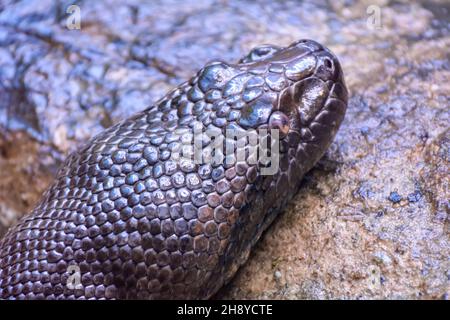 Head of green anaconda (Eunectes murinus), the heaviest and one of the longest known extant snake species. Native to South America. Stock Photo