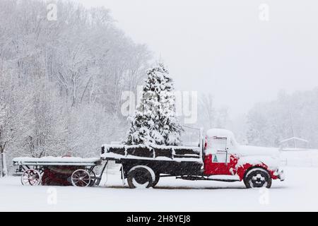 Harrisburg, North Carolina, USA. 26th Dec, 2010. A snow covered truck with a pine tree in the truck bed waiting to be delivered for Christmas during a snow storm (Credit Image: © Walter G Arce Sr Grindstone Medi/ASP via ZUMA Press Wire) Stock Photo