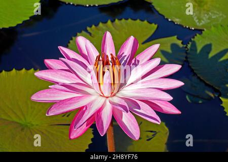 Pink water lily (Nymphaea pubescens) on lake Stock Photo