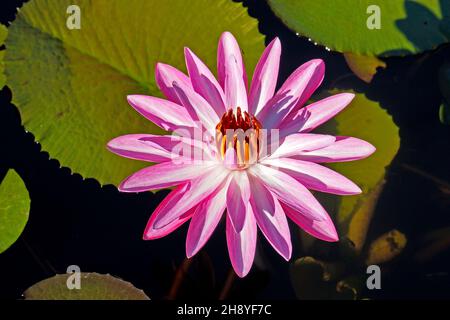 Pink water lily (Nymphaea pubescens) on lake Stock Photo