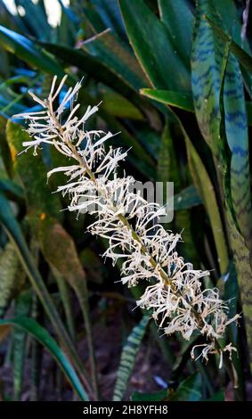 Mother-in-law's tongue flowers (Sansevieria hyacinthoides) Stock Photo