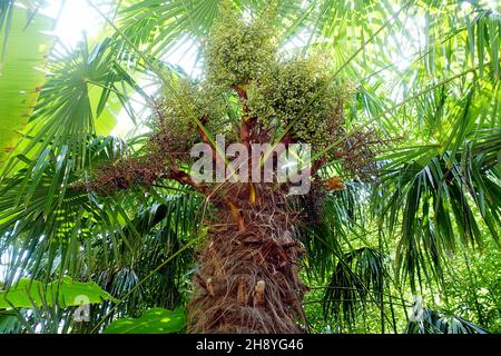 Chinesische Hanfpalme (Trachycarpus fortunei), im Handel als Tessinerpalme bekannt, Nordrhein-Westfalen, Deutschland, Köln Stock Photo