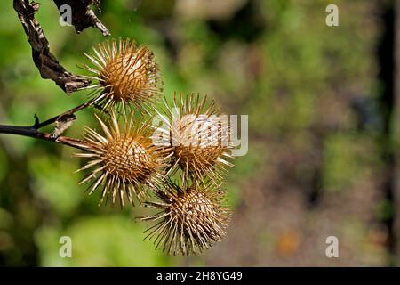 seed fruit cases of burdock plant whose hook tipped burrs inspired the  invention of Velcro Stock Photo - Alamy