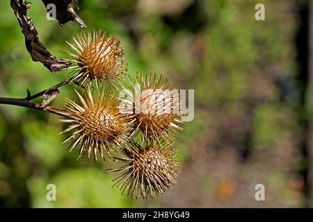 Greater burdock or edible burdock pod seeds (Arctium lappa) Stock Photo