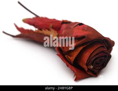 Dry rose buds as a symbol of Christmas Stock Photo