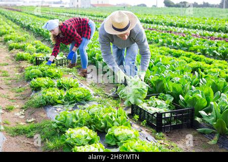 Farm couple harvesting green lettuce on plantation in spring Stock Photo