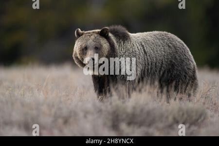 Grizzly Bear in Grand Teton National Park Stock Photo