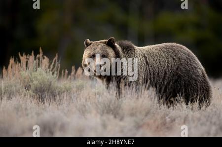 Grizzly Bear in Grand Teton National Park Stock Photo