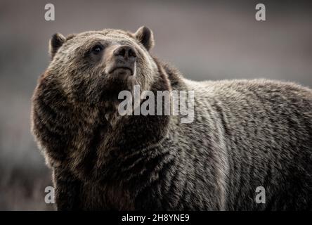 Grizzly Bear in Grand Teton National Park Stock Photo