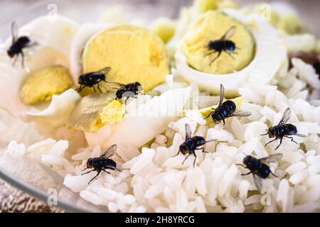 infestation of flies on food, rice and rotten eggs, insects indoors ...