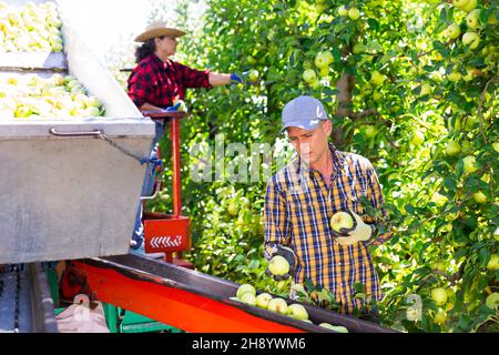Farmers working on harvesting platform, picking apples Stock Photo