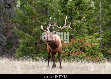 Male elk with large rack standing in field in front of green tree line calling to his haram. standing facing camera, head turned partially sideways Stock Photo