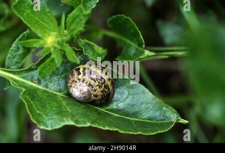 COMMON SPOTTED BROWN GARDEN SNAIL ON PLANT LEAF (CORNU ASPERSUM). AUSTRALIA. Stock Photo