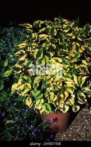 TERRACOTTA POT OF HOUTTUYNIA CORDATA ''CHAMALEON'' (SYN H.C. VARIEGATA) IN THE FRONT IS CAMPANULA POSCHARSKYANA. Stock Photo