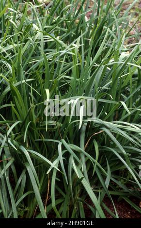MUSTARD SHALLOTS (ALLIUM CEPA) ALSO KNOWN AS GOLDEN OR FRENCH SHALLOTS GROWING IN VEGETABLE GARDEN. AUSTRALIA. Stock Photo