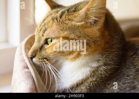 Sleepy Tabby Cat in it bed looking out the window with morning sun. Stock Photo