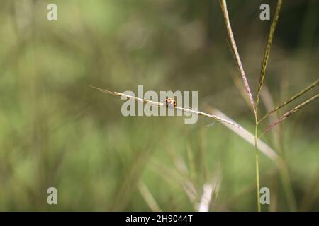 Lady Beetle on Blade of Grass Stock Photo