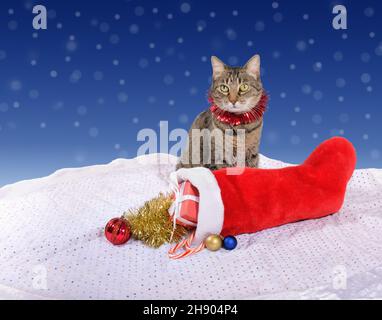 Brown tabby cat wearing a red tinsel collar, sitting behind a stocking with gifts and colorful Christmas baubles and golden tinsel; on blue and white Stock Photo