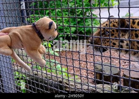 Far Eastern leopard . High quality photo Stock Photo
