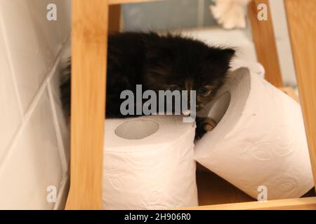 Tiny Kitten Cat Black Stock Photo