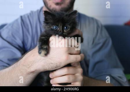 Tiny Kitten Cat Black Stock Photo