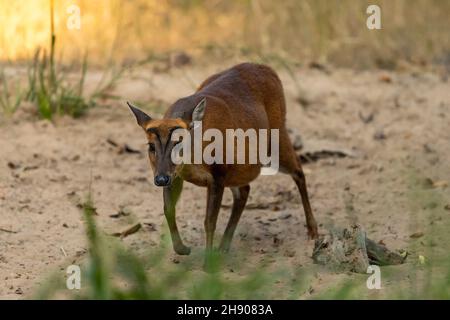 barking deer or muntjac or Indian muntjac or red muntjac or Muntiacus muntjak portrait an antler during outdoor jungle wildlife safari at forest india Stock Photo