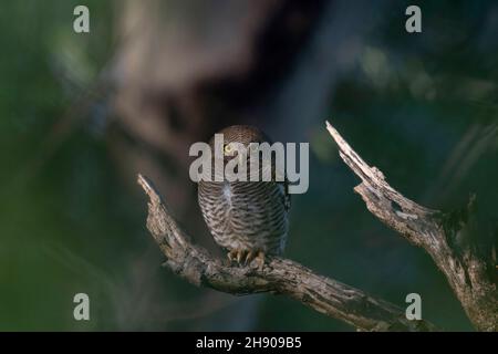 Jungle Owlet on tree branch, Glaucidium radiatum, Topchachi wildlife sanctuary, Jharkhand, India Stock Photo