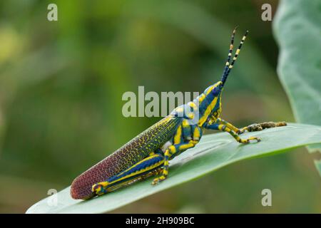 Painted Grasshopper on leaf,  Poekilocerus pictus, Mumbai, Maharashtra, India, Stock Photo
