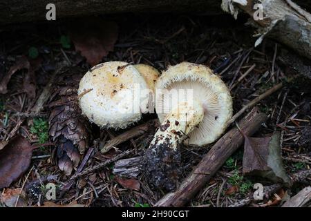 Lactarius repraesentaneus, known as the northern bearded milkcap, the northern milkcap, or the purple-staining milkcap, wild mushroom from Finland Stock Photo