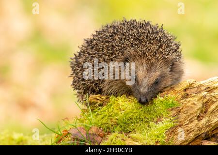 Hedgehog, Scientific name: Erinaceus Europaeus, Wild, native, European hedgehog foraging on a moss covered log and facing forward.  Clean background. Stock Photo