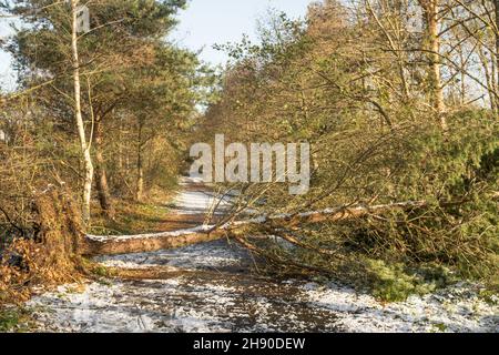A tree blown down during storm Arwen blocks the coast to coast cycle path in Washington, north east England, UK Stock Photo