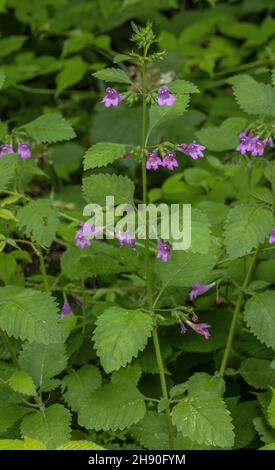 Large-flowered calamint, Clinopodium grandiflorum, in flower on woodland edge, Italian Alps. Stock Photo