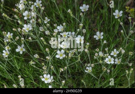Large-flowered Sandwort, Arenaria grandiflora, in flower in the Alps. Stock Photo