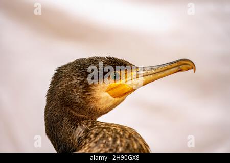 Phalacrocorax carbo - The great cormorant is a species of suliform bird in the Phalacrocoracidae family. Stock Photo