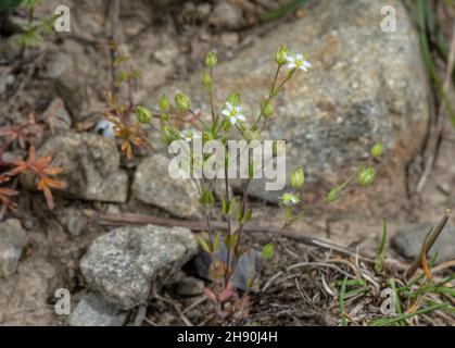 Thyme-leaved sandwort, Arenaria serpyllifolia in flower in dry grassland. Stock Photo