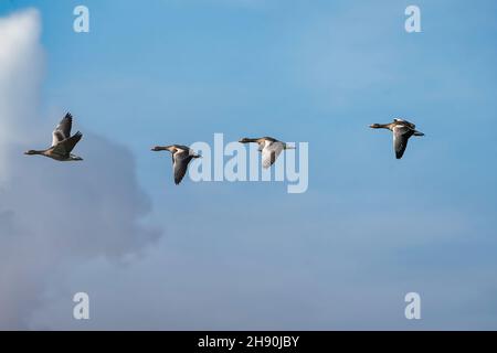 Flock detailed Geese flying in a beautiful blue sky. birds flying in the shape of. Animal themes, background, copy-space. Stock Photo