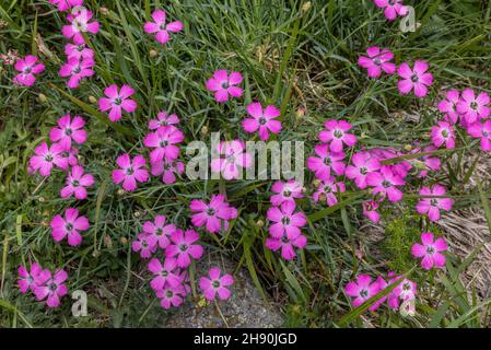 Peacock-eye pink, Dianthus pavonius, in flower in alpine pasture, french Alps. Stock Photo