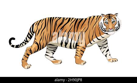Adult tiger on a white background. Vector illustration. Stock Vector