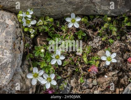 Fringed sandwort, Arenaria ciliata in flower in rocky calcareous grassland, Maritime Alps. Stock Photo