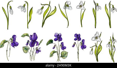 Vector set of colors of snowdrop and violets Stock Vector