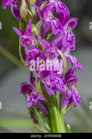 Flecked marsh orchid, Dactylorhiza incarnata ssp. cruenta, in flower in stony limestone flush, Maritime Alps. Stock Photo