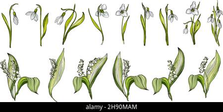 Vector set of snowdrop and Lily of the valley colors Stock Vector