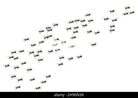 Black ant trail. Working insect curve group silhouettes isolated on white background. Vector illustration. Stock Vector