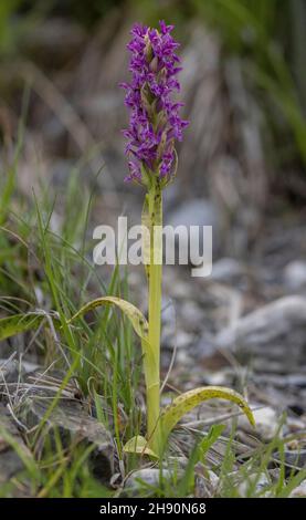 Flecked marsh orchid, Dactylorhiza incarnata ssp. cruenta, in flower in stony limestone flush, Maritime Alps. Stock Photo